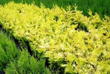 Cupressocyparis leylandii 'Gold rider'