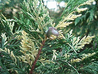 Cupressocyparis leylandii 'Silver dust'