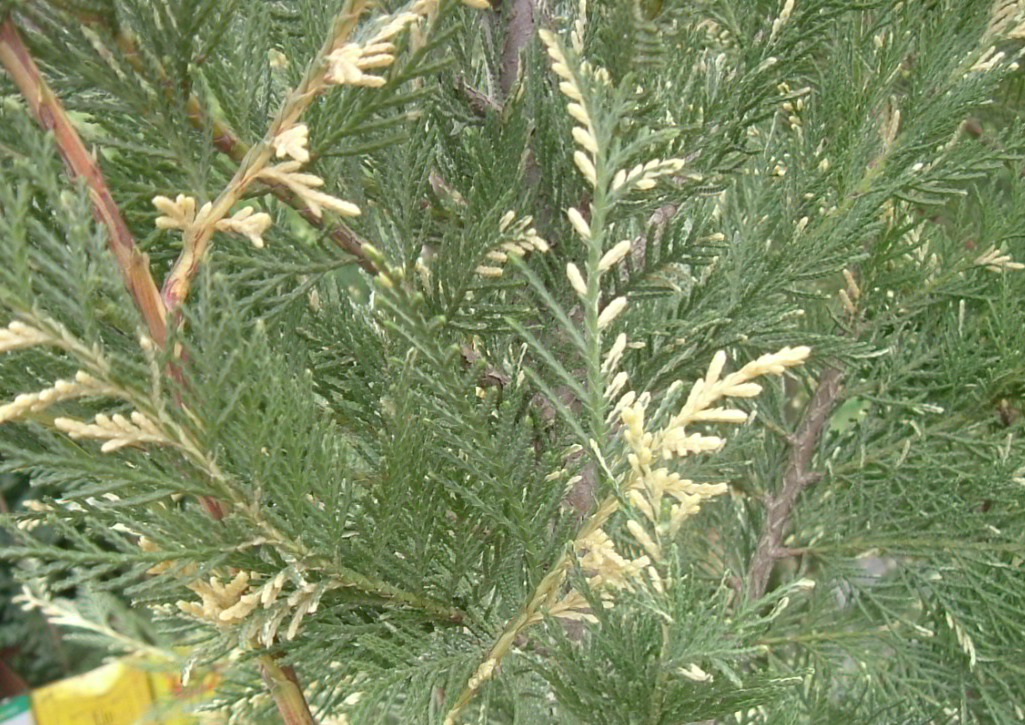 Cupressocyparis leylandii 'Star wars'