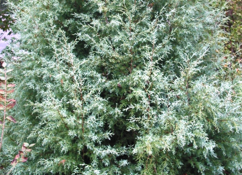 Cupressus arizonica 'Glabra'
