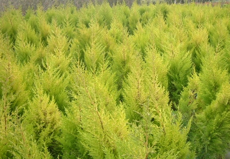Cupressus macrocarpa 'Goldcrest'