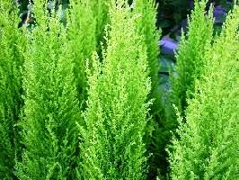 Cupressus macrocarpa 'Goldcrest wilma'