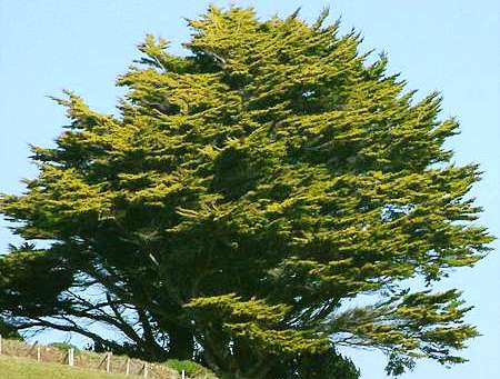 Cupressus macrocarpa 'Lutea'
