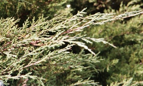 Juniperus chinensis 'Pfitzeriana'