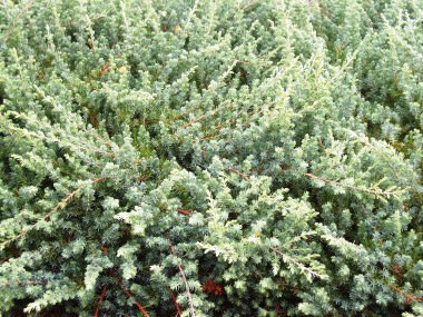 Juniperus conferta 'Blue pacific'