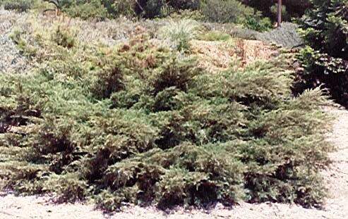 Juniperus media
