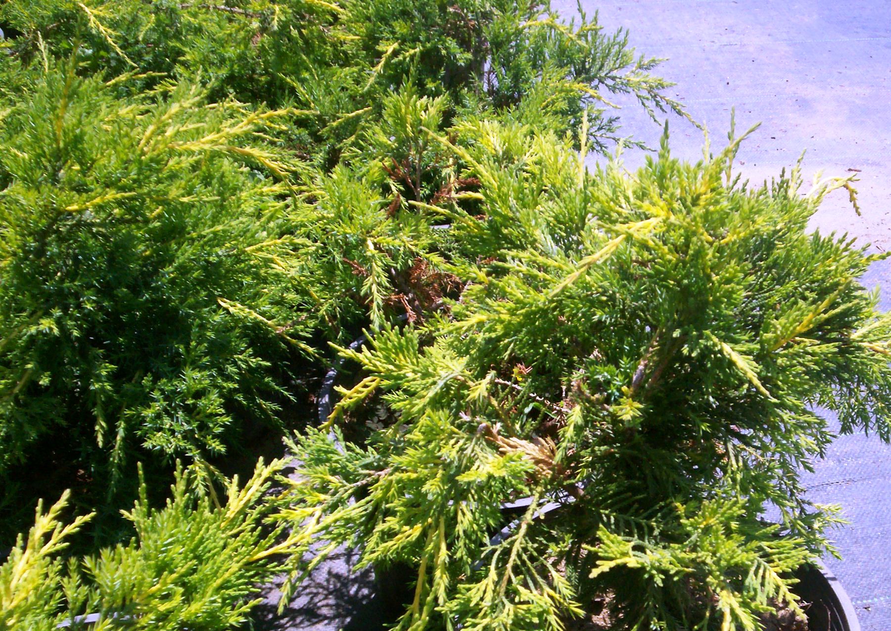 Juniperus media 'Old gold'