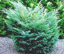 Juniperus squamata
