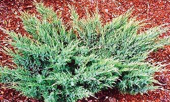 Juniperus sabina 'Blue danube'