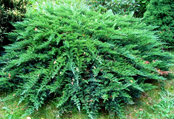 Juniperus sabina 'Tamariscifolia'