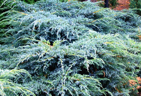 Juniperus squamata 'Blue carpet'