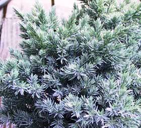 Juniperus squamata 'Blue star'
