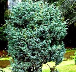 Juniperus squamata 'Meyeri'