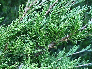 Juniperus virginiana 'Canaertii'