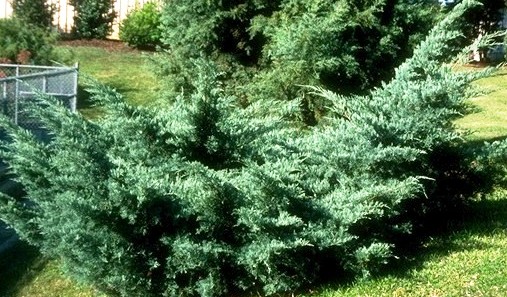 Juniperus virginiana 'Grey owl'