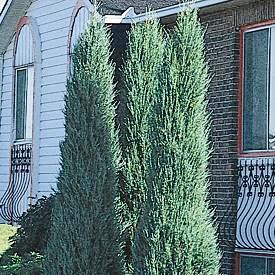 Juniperus virginiana 'Skyrocket'