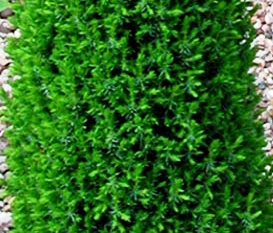Juniperus virginiana 'Hillii'