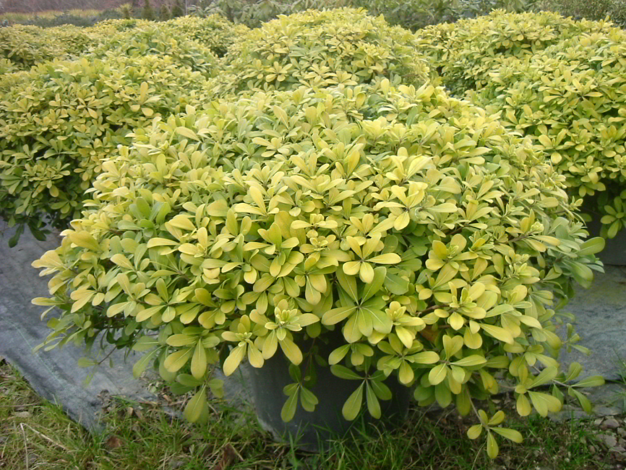 Pittosporum tobira 'Nana'