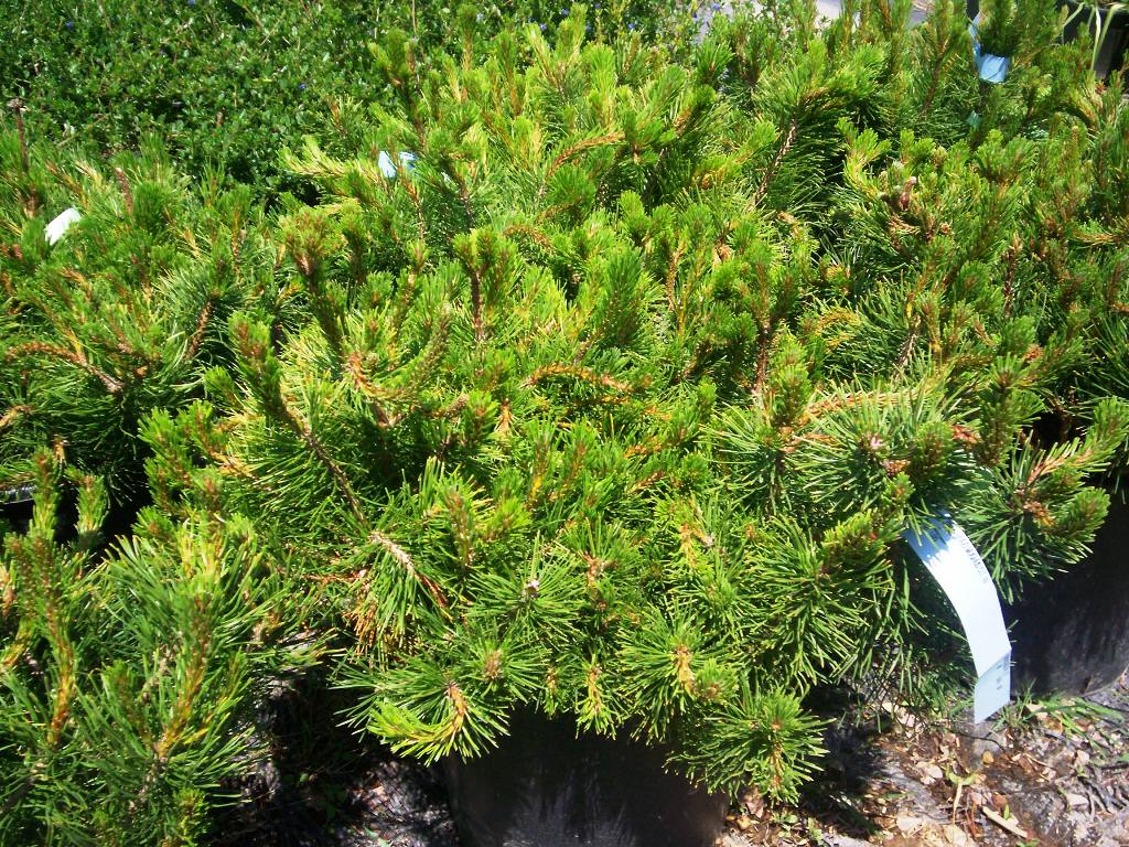 Pinus montana