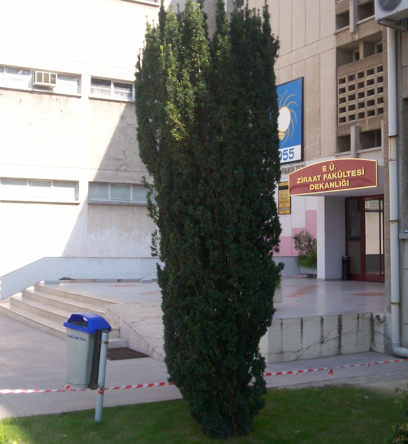 Taxus baccata 'Fastigiata'