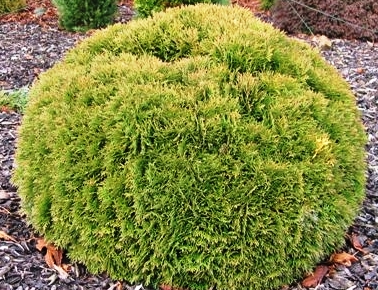 Thuja occidentalis 'Danica'