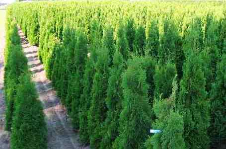 Thuja occidentalis 'Holmstrup'