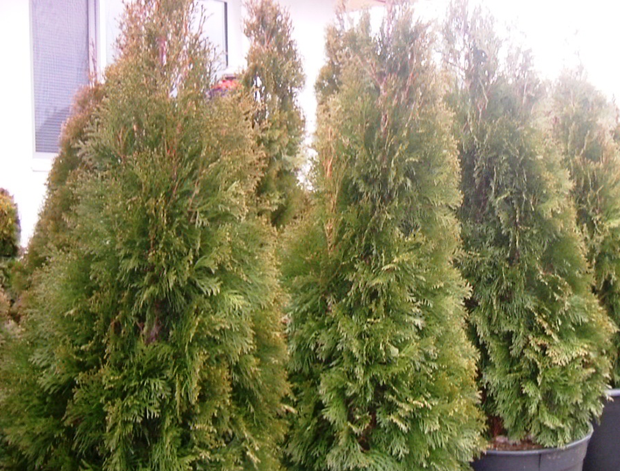 Thuja occidentalis 'Smaragd'