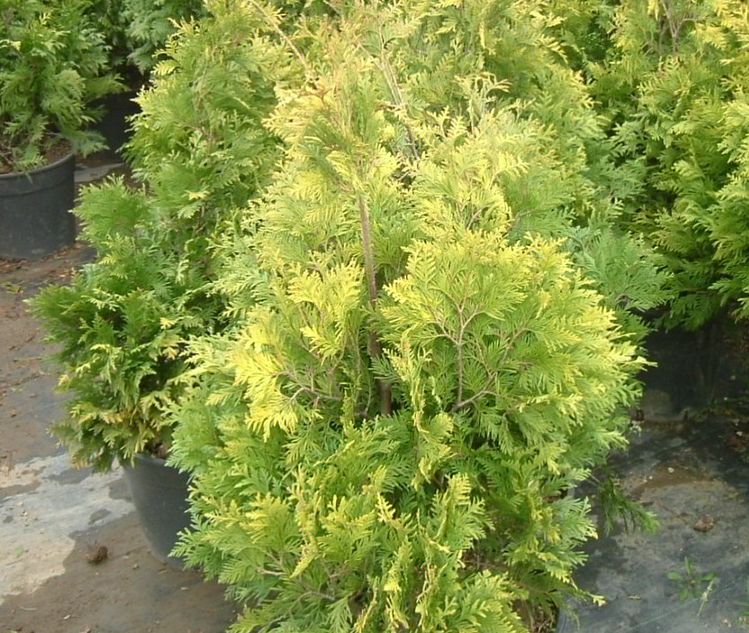 Thuja occidentalis 'Sunkist'