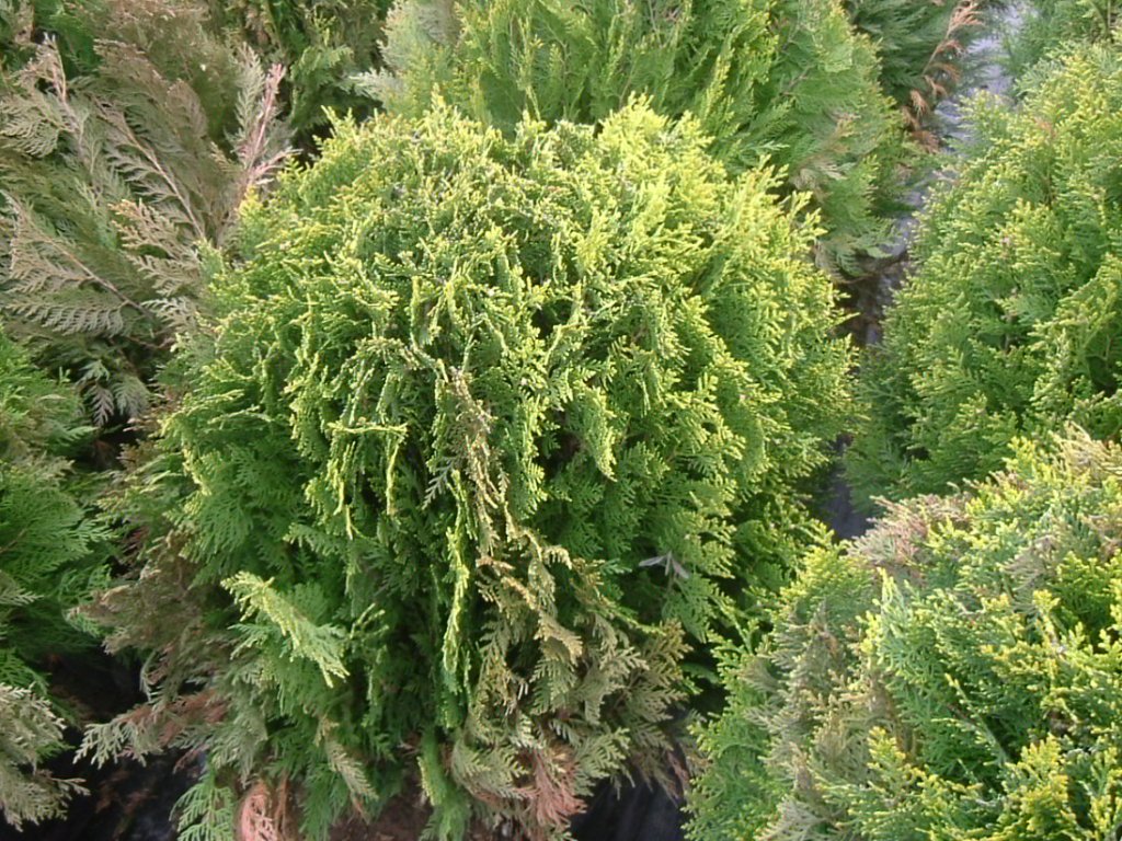Thuja orientalis 'Aurea nana'