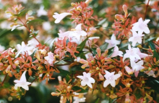 Abelia grandiflora
