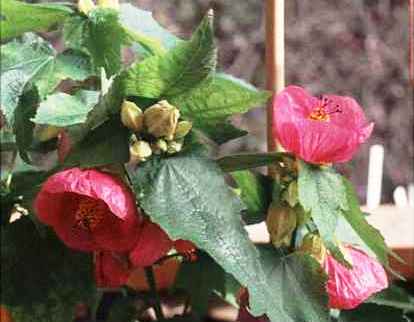 Abutilon pictum