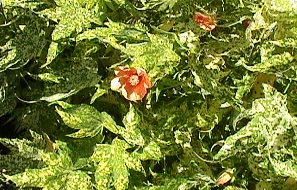 Abutilon pictum 'Thompsonii'