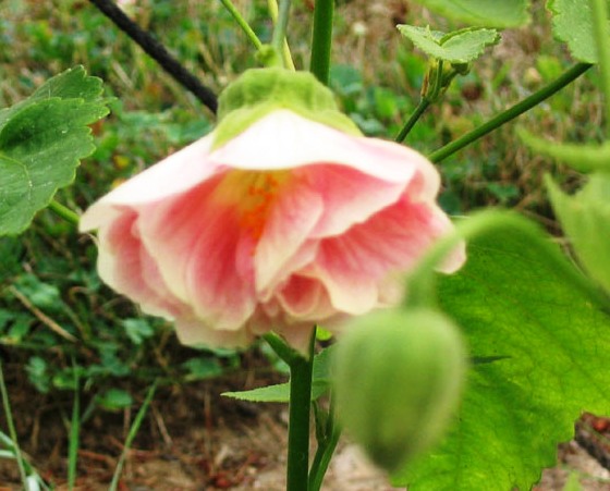 Abutilon hybridum 'Apricof'