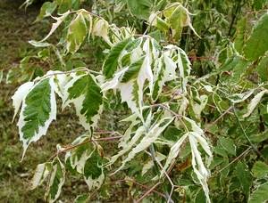 Acer negundo 'Argenteo variegatum'