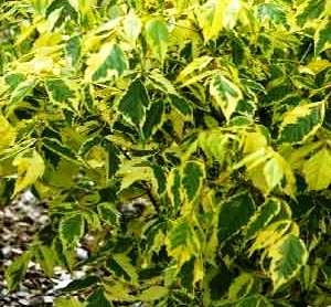 Acer negundo 'Aurea variegatum'