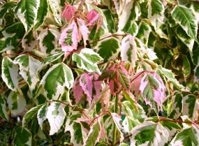 Acer negundo 'Flamingo'