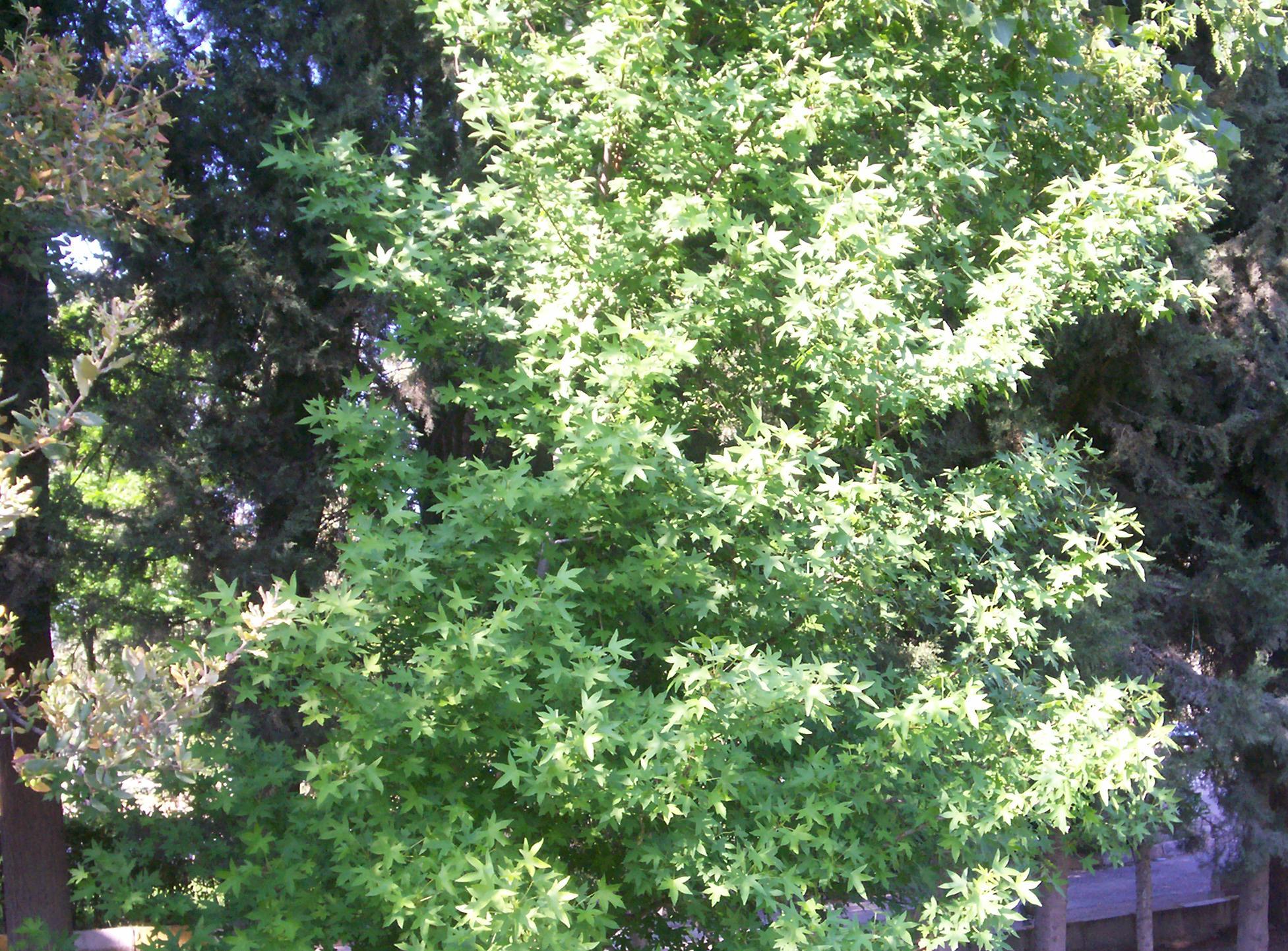 Acer palmatum