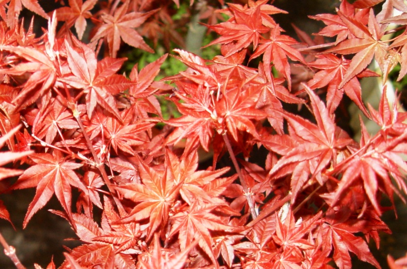 Acer palmatum 'Atropurpureum'