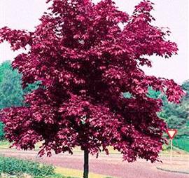 Acer platanoides 'Crimson king'