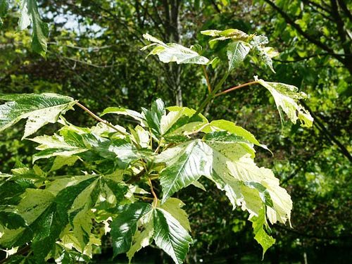 Acer pseudoplatanus 'Spaethii'