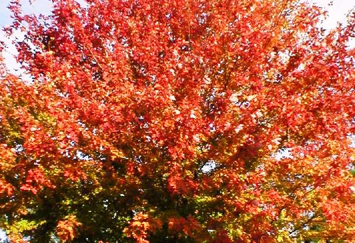Acer saccharum