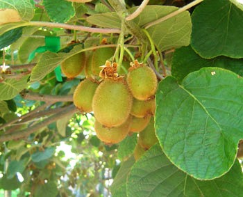 Actinidia deliciosa