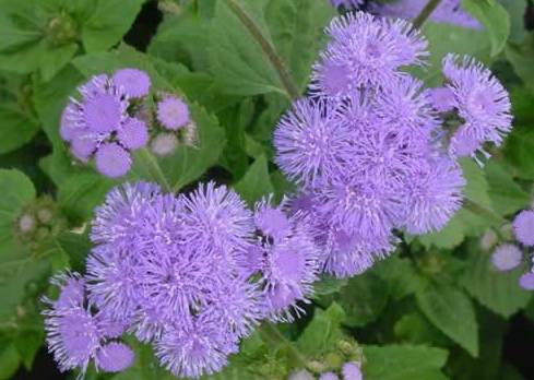 Ageratum houstanianum