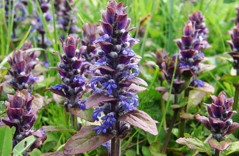 Ajuga reptans