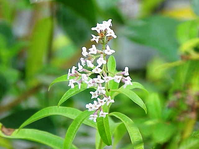 Lippia citriodora