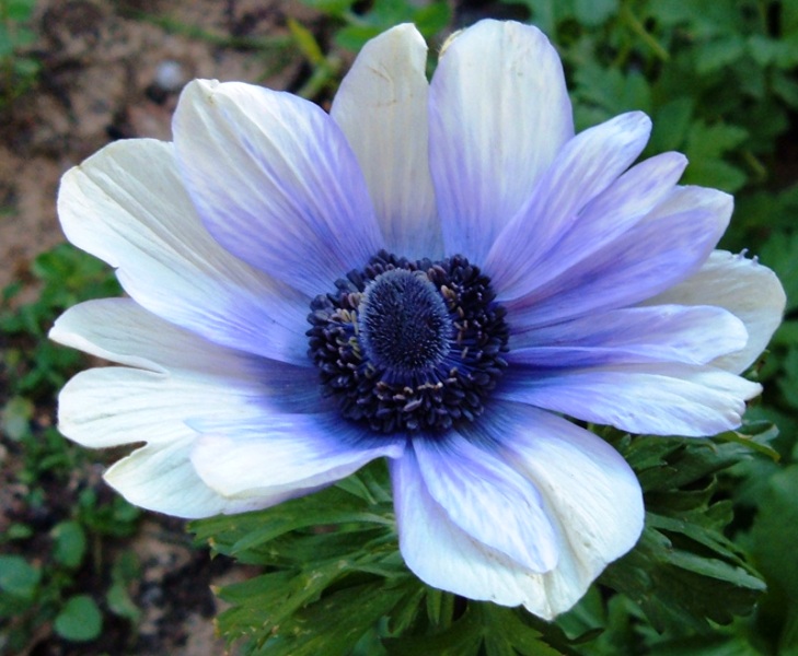 Anemone coronaria