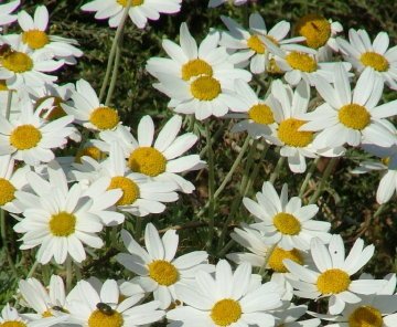 Anthemis punctata