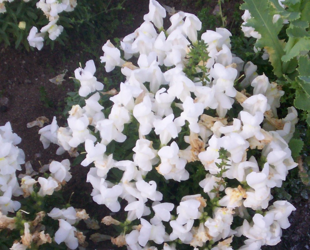 Antirrhinum majus