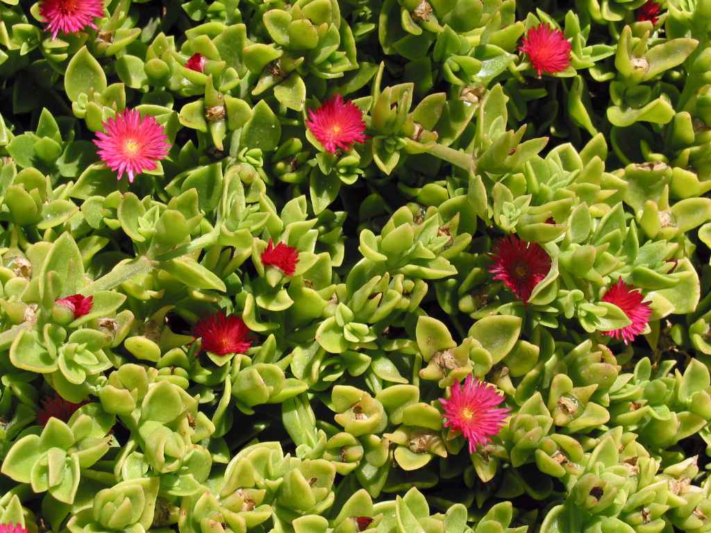 Aptenia cordifolia