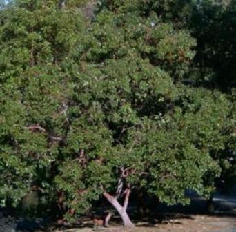 Arbutus integrifolia